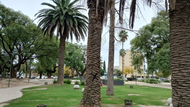 Extraerán árboles secos de Plaza San Martín