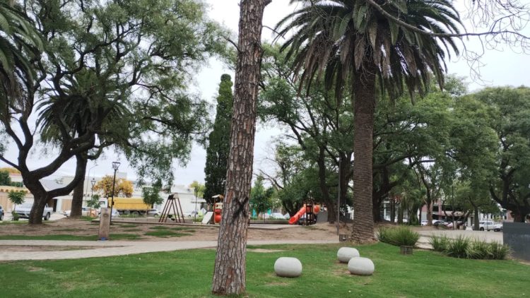 Extraerán árboles secos de Plaza San Martín