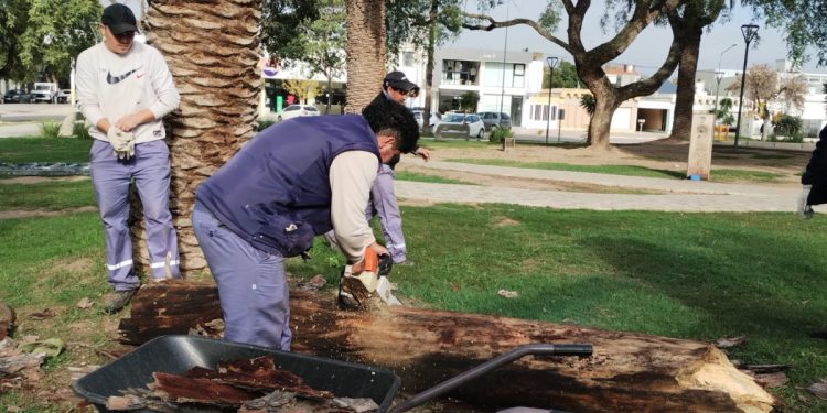 Iniciaron la extracción de plantas secas de plaza San Martín