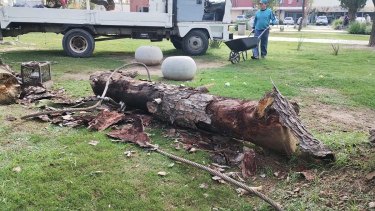 Iniciaron la extracción de plantas secas de plaza San Martín