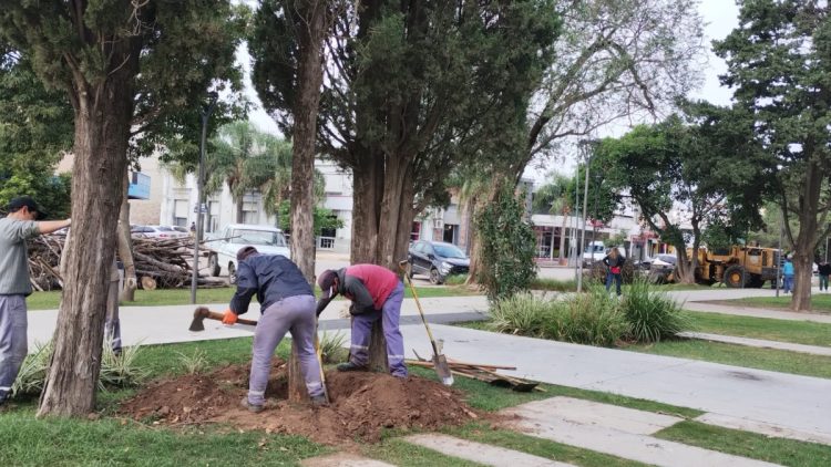 Iniciaron la extracción de plantas secas de plaza San Martín