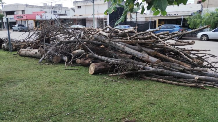 Iniciaron la extracción de plantas secas de plaza San Martín