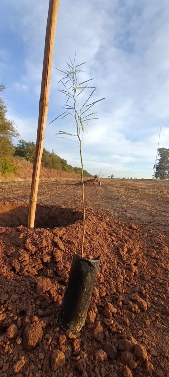 El municipio celebró el Mes del Ambiente colocando 92 plantas
