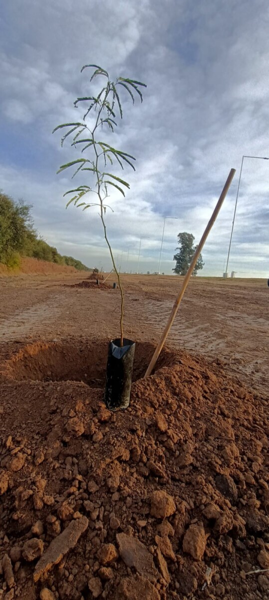 El municipio celebró el Mes del Ambiente colocando 92 plantas