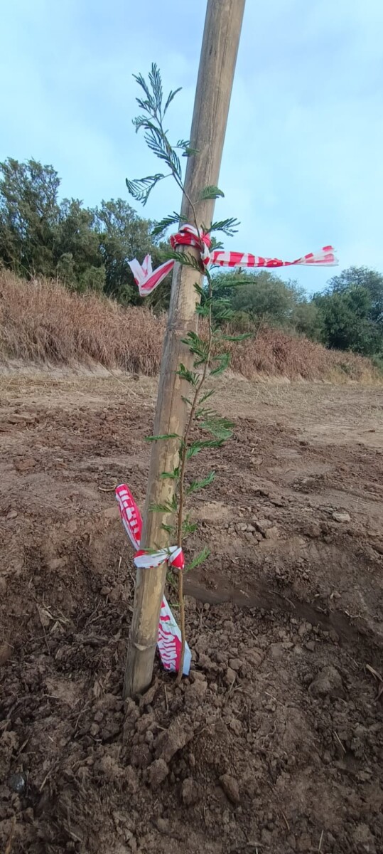 El municipio celebró el Mes del Ambiente colocando 92 plantas