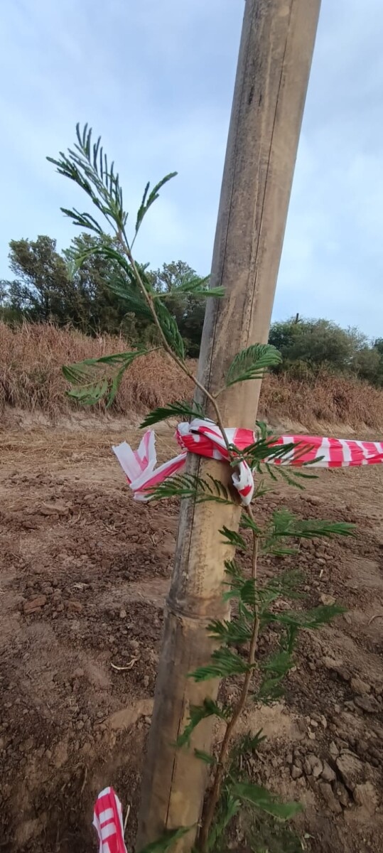 El municipio celebró el Mes del Ambiente colocando 92 plantas