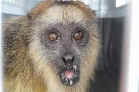 La Policía y la Municipalidad de Pozo del Molle clausuraron  un circo