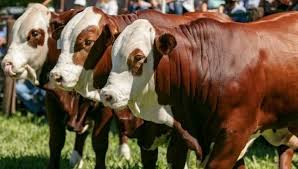 Un productor de Laspiur denunció que le faenaron vacunos en su campo