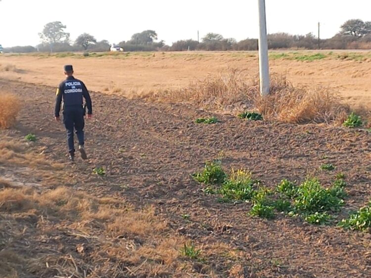 Robaron elementos de la Cooperativa en el tendido eléctrico rural