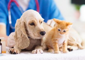 Campaña de vacunación antirrábica para perros y gatos