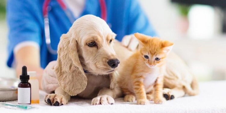Campaña de vacunación antirrábica para perros y gatos