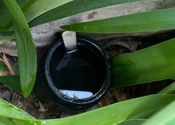 Se detectaron más huevos del mosquito transmisor del dengue