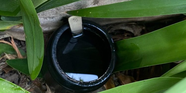 Se detectaron más huevos del mosquito transmisor del dengue