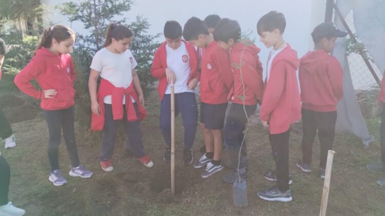 Plantación de árboles en la ciudad