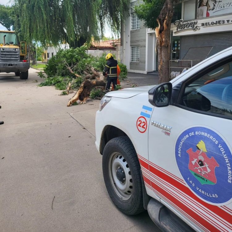 El viento causó caídas de árboles y ramas en la ciudad