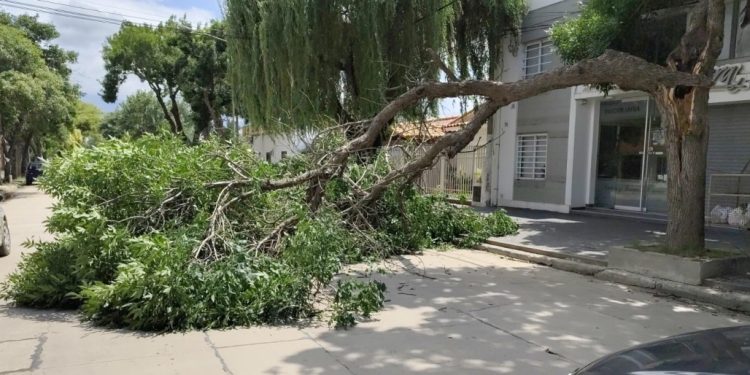 El viento causó caídas de árboles y ramas en la ciudad