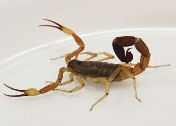 Cómo evitar accidentes con alacranes, arañas y serpientes