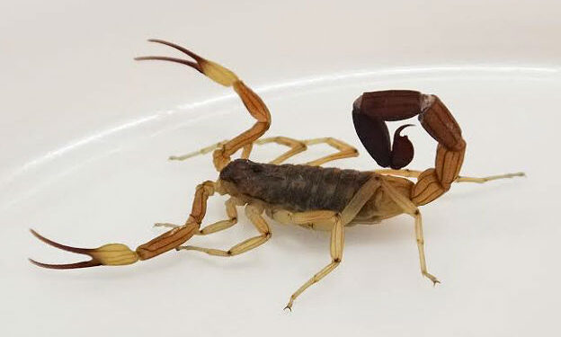 Cómo evitar accidentes con alacranes, arañas y serpientes