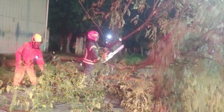 Caída de árbol por la tormenta que afectó la ciudad
