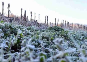 Heladas en Las Varillas y la región