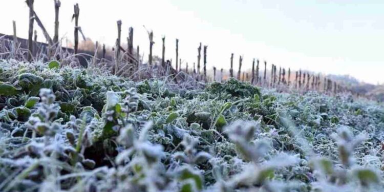 Heladas en Las Varillas y la región