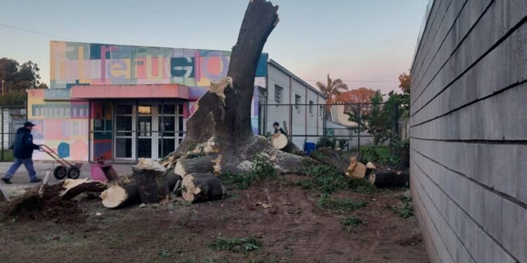 Extraen ombú ubicado frente al Refugio Musical