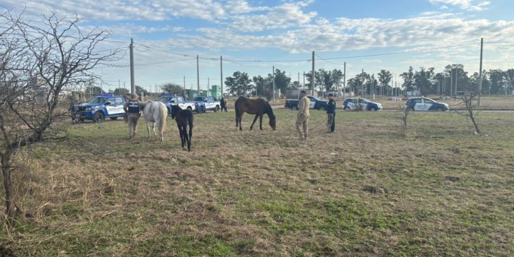 Operativo de control de equinos