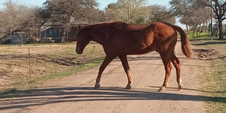 Caballo suelto en Colonia San Bartolomé
