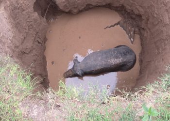 Rescatan cerdo que cayó en un pozo de más de 4 metros