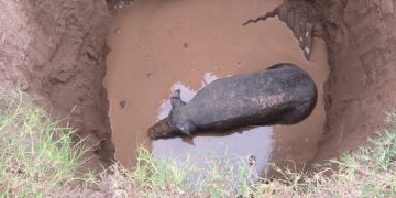 Rescatan cerdo que cayó en un pozo de más de 4 metros