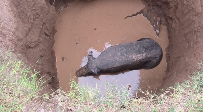 Rescatan cerdo que cayó en un pozo de más de 4 metros