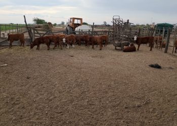 Tras allanamientos en varias localidades, incautaron elementos relacionados a un hecho de abigeato