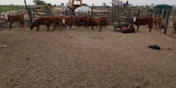 Tras allanamientos en varias localidades, incautaron elementos relacionados a un hecho de abigeato