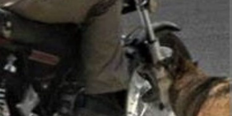 Motociclista lesionado por caerse de su moto a causa de un perro que se cruzó