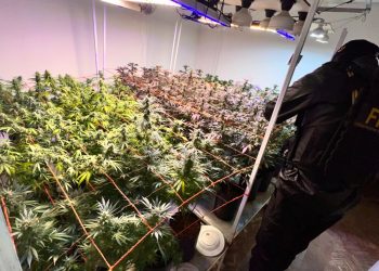 Alicia: detienen a una pareja que utilizaba una ONG para producir y vender derivados de marihuana