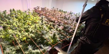 Alicia: detienen a una pareja que utilizaba una ONG para producir y vender derivados de marihuana