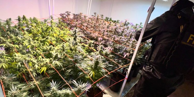 Alicia: detienen a una pareja que utilizaba una ONG para producir y vender derivados de marihuana