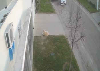 Secuestraron el Chevrolet Corsa que atropelló a un perro el domingo